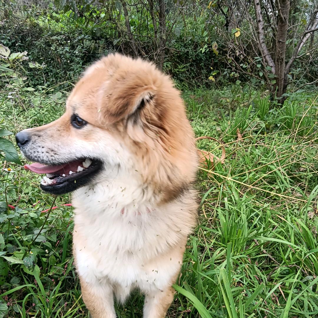 颜鑫