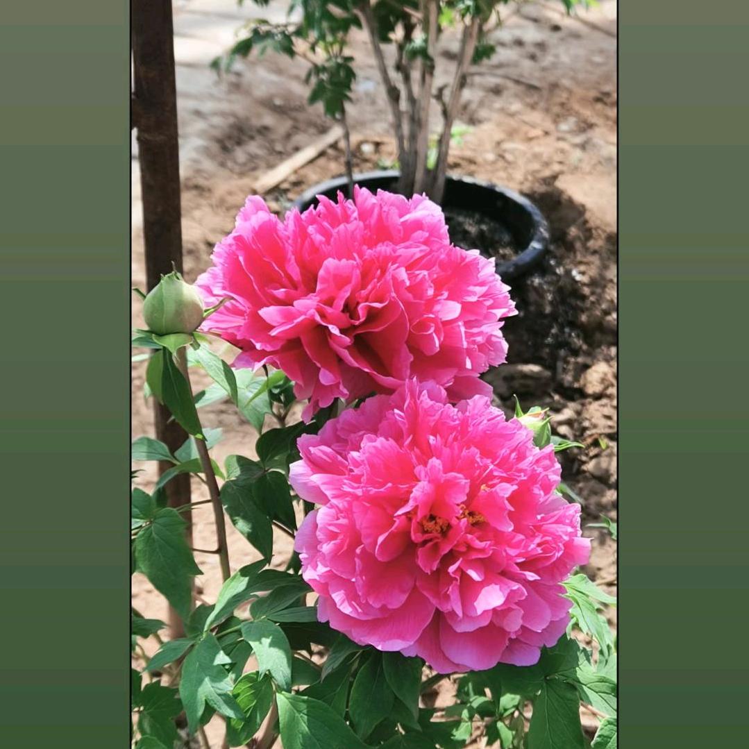 銮