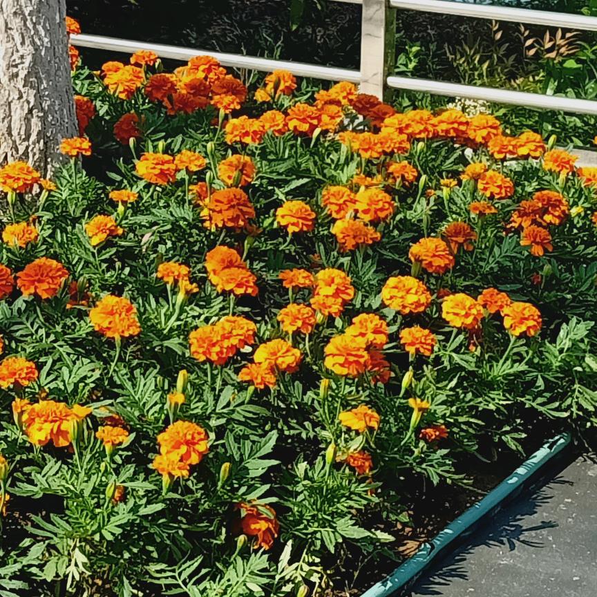 山间清风