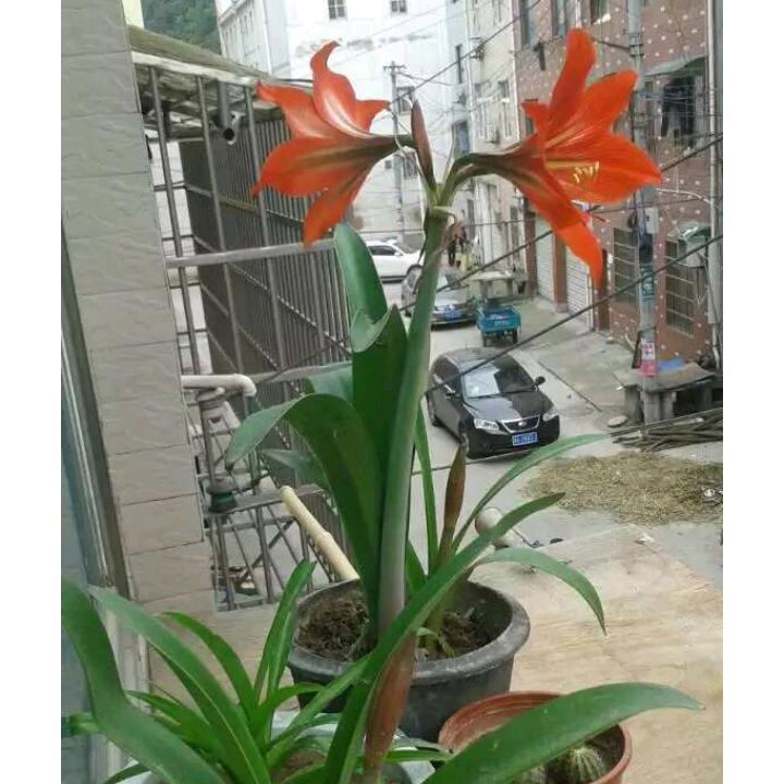 苍狼
