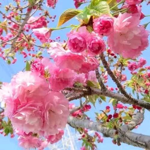 用户1842904725717大风车