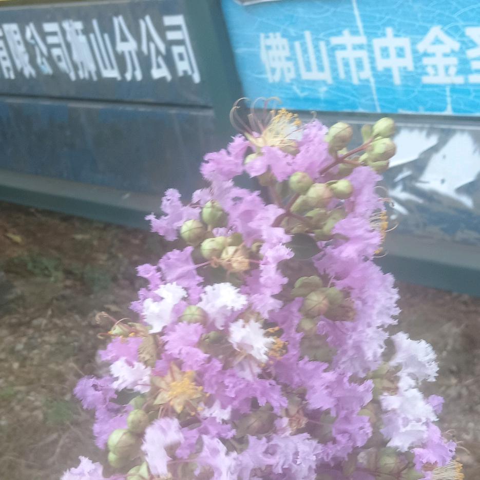 美丽‘的春天