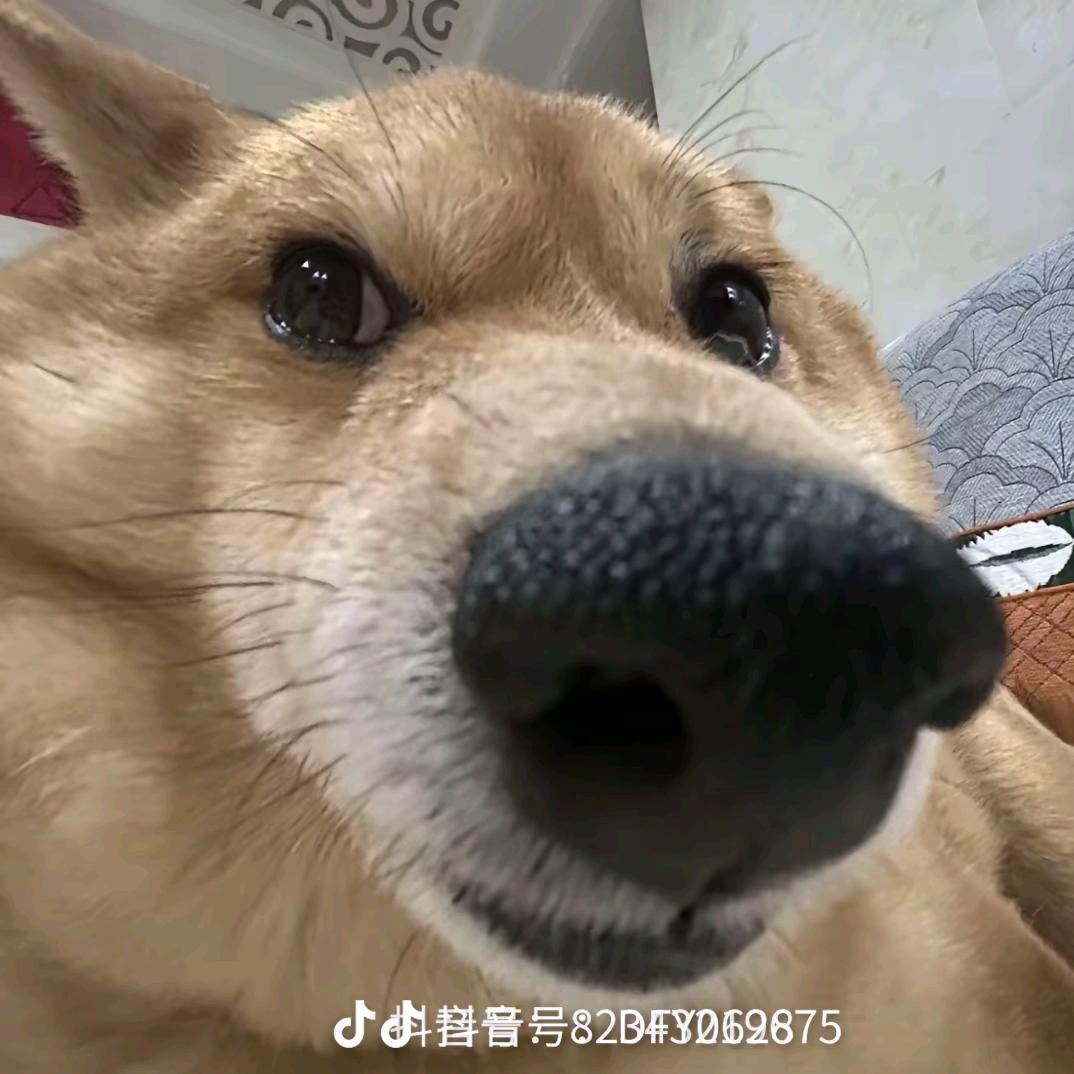 哈特