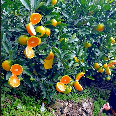 涌泉蜜桔水果生鲜
