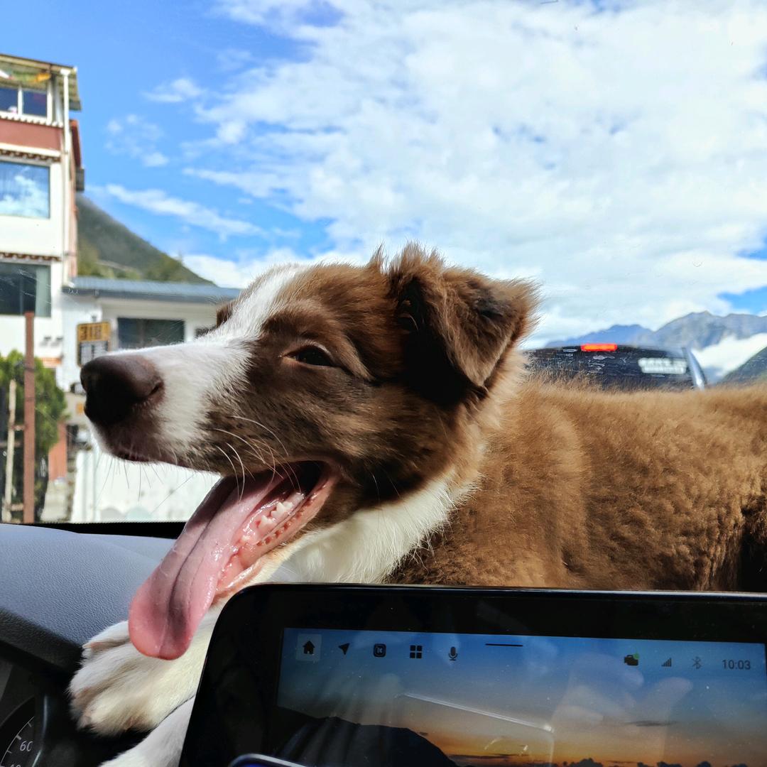 咖啡色边牧旺仔