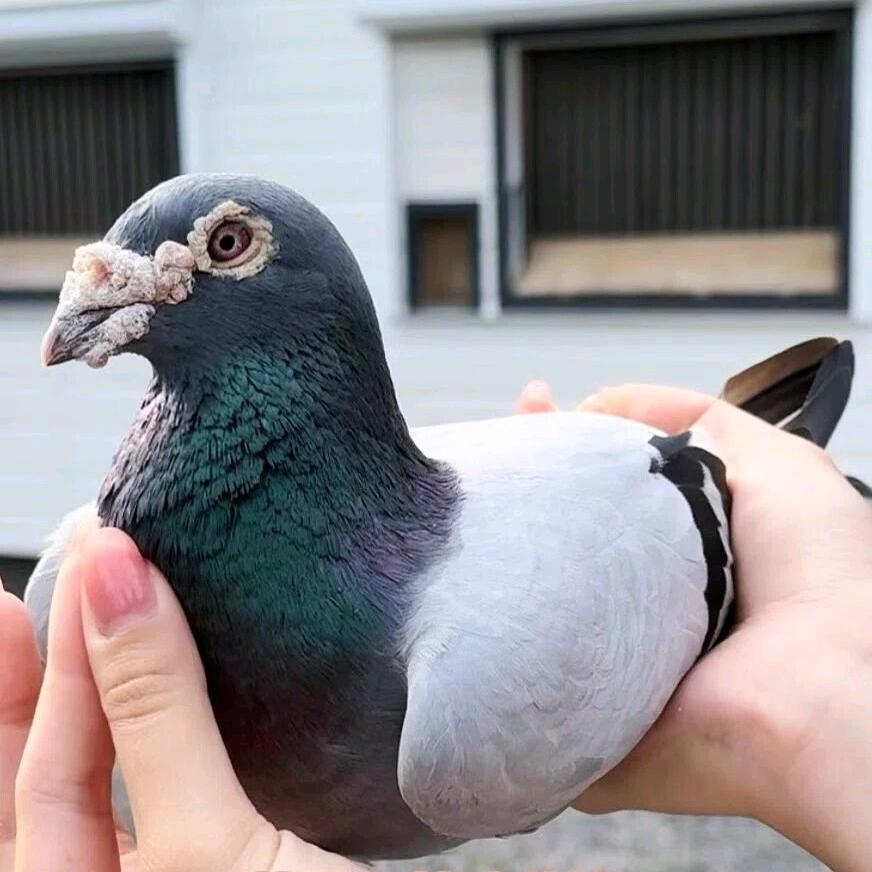 万胜鸽行