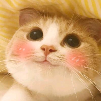 聆霖