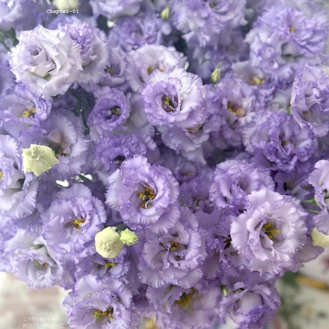 繁花似锦FANHUASIJIN