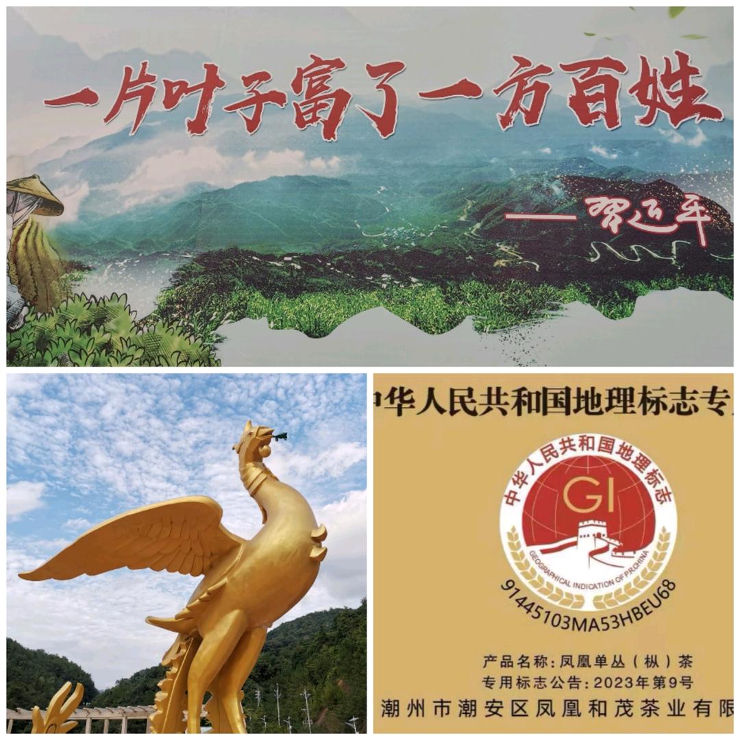 和茂茶业、凤凰单枞鸭屎香源产地生产厂家。