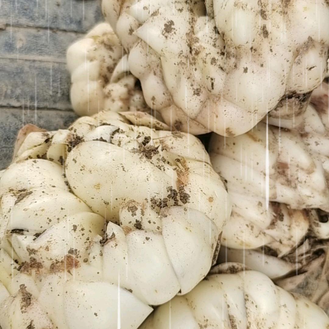 百合种植户（王磊）