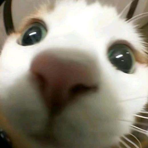 贝贝｀