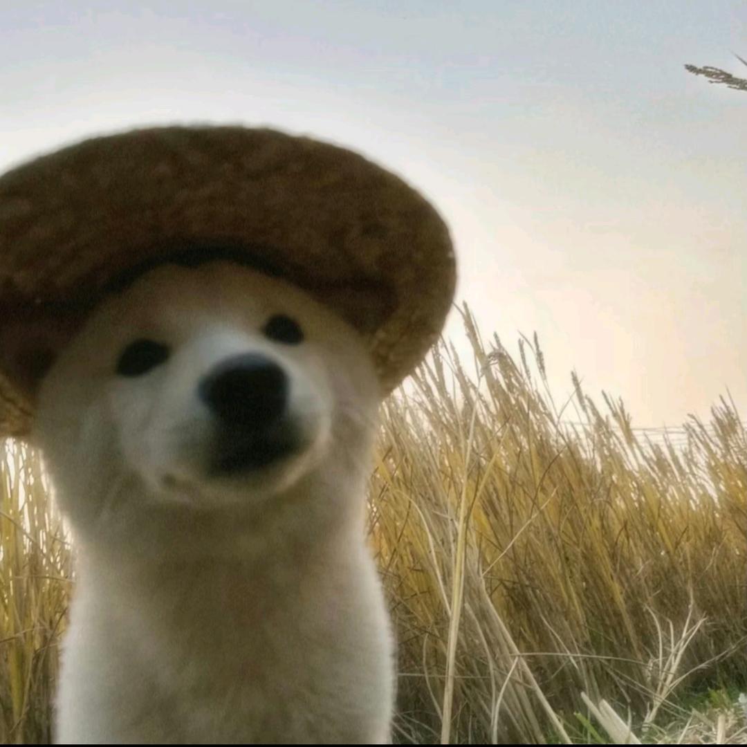@@芭娇芋