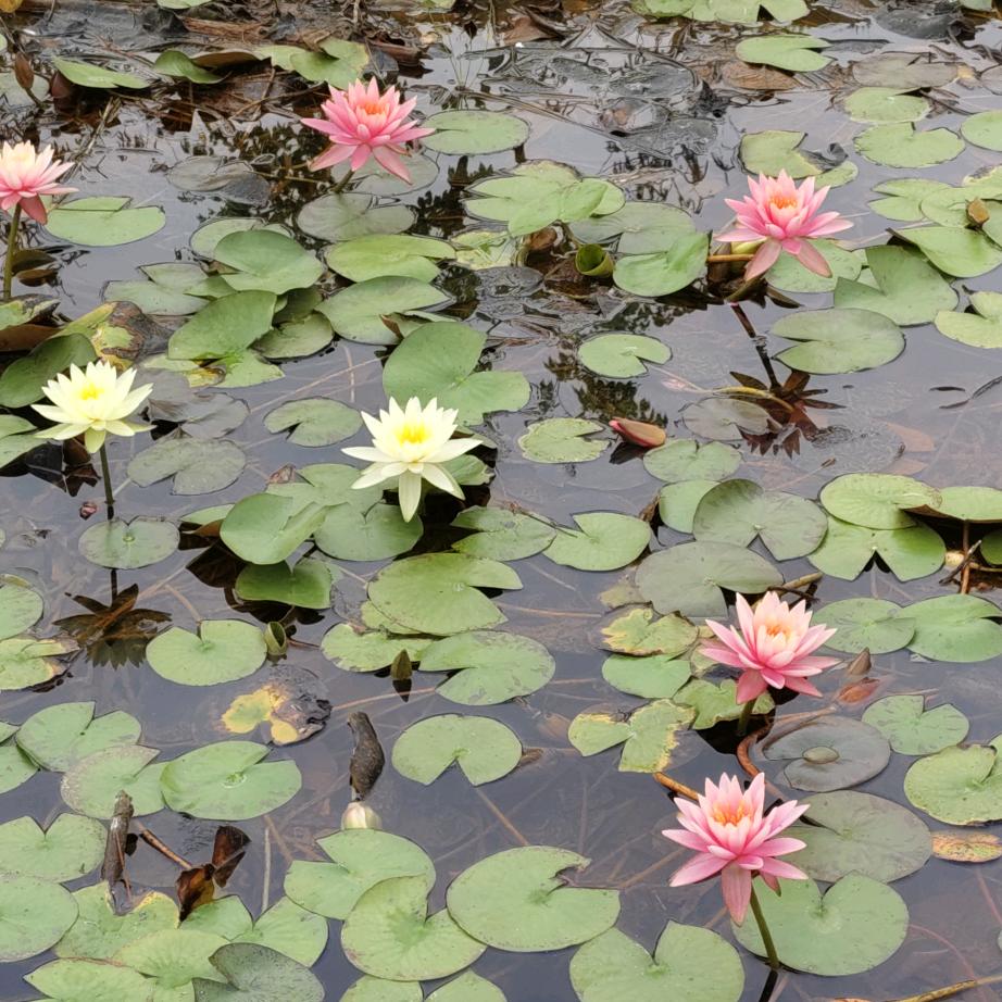 一点禅心一朵莲