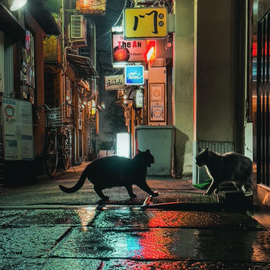 叮小栗等更新