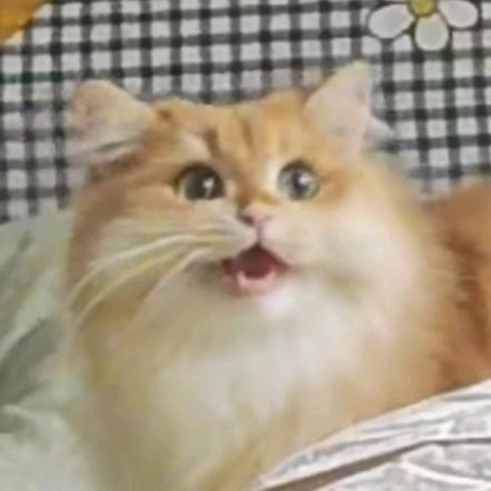一两丸子