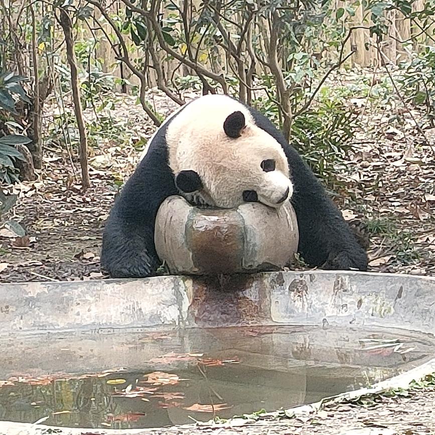 不吃肥肥肉