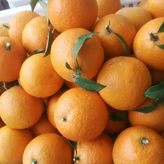 金堂爱媛耙耙柑（少旭农场）