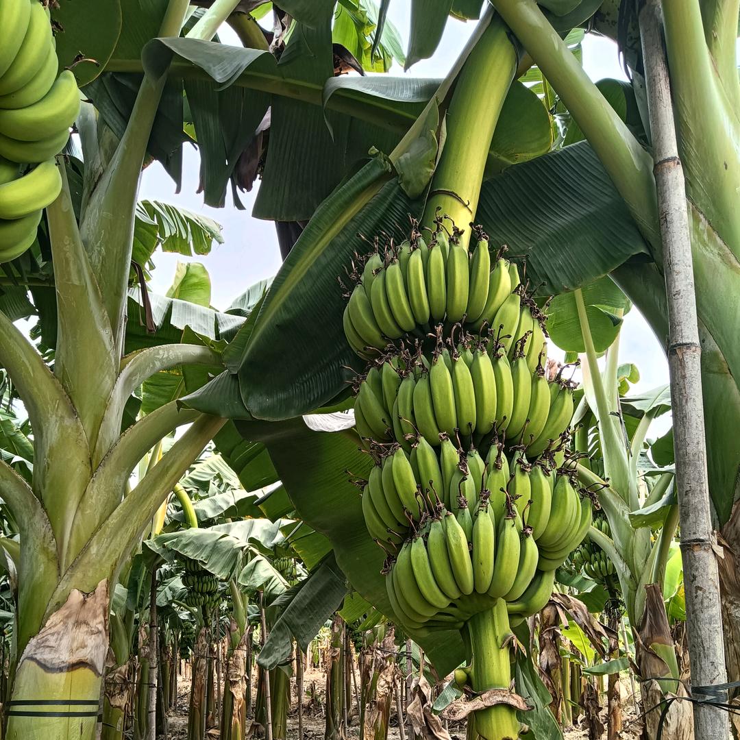 🌟九天揽月🌟