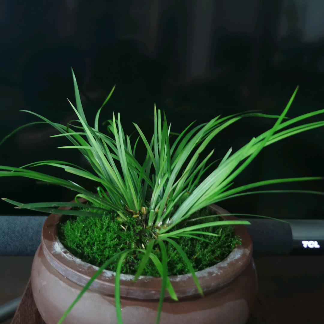 放荡不羁爱自由