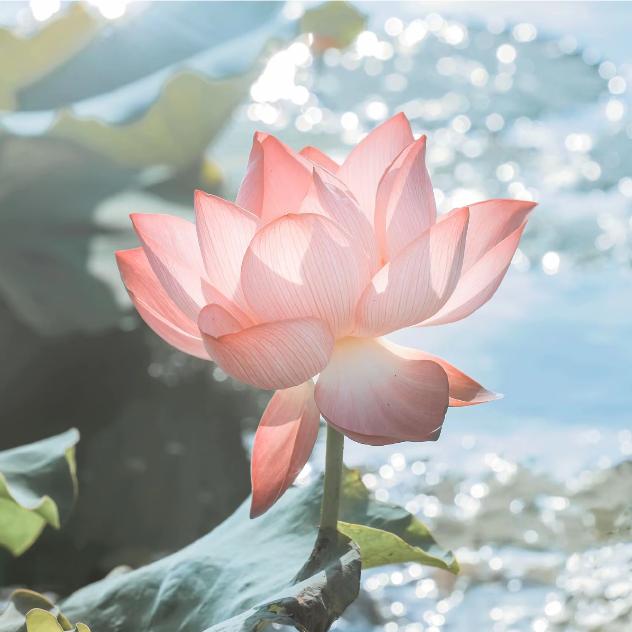 青提