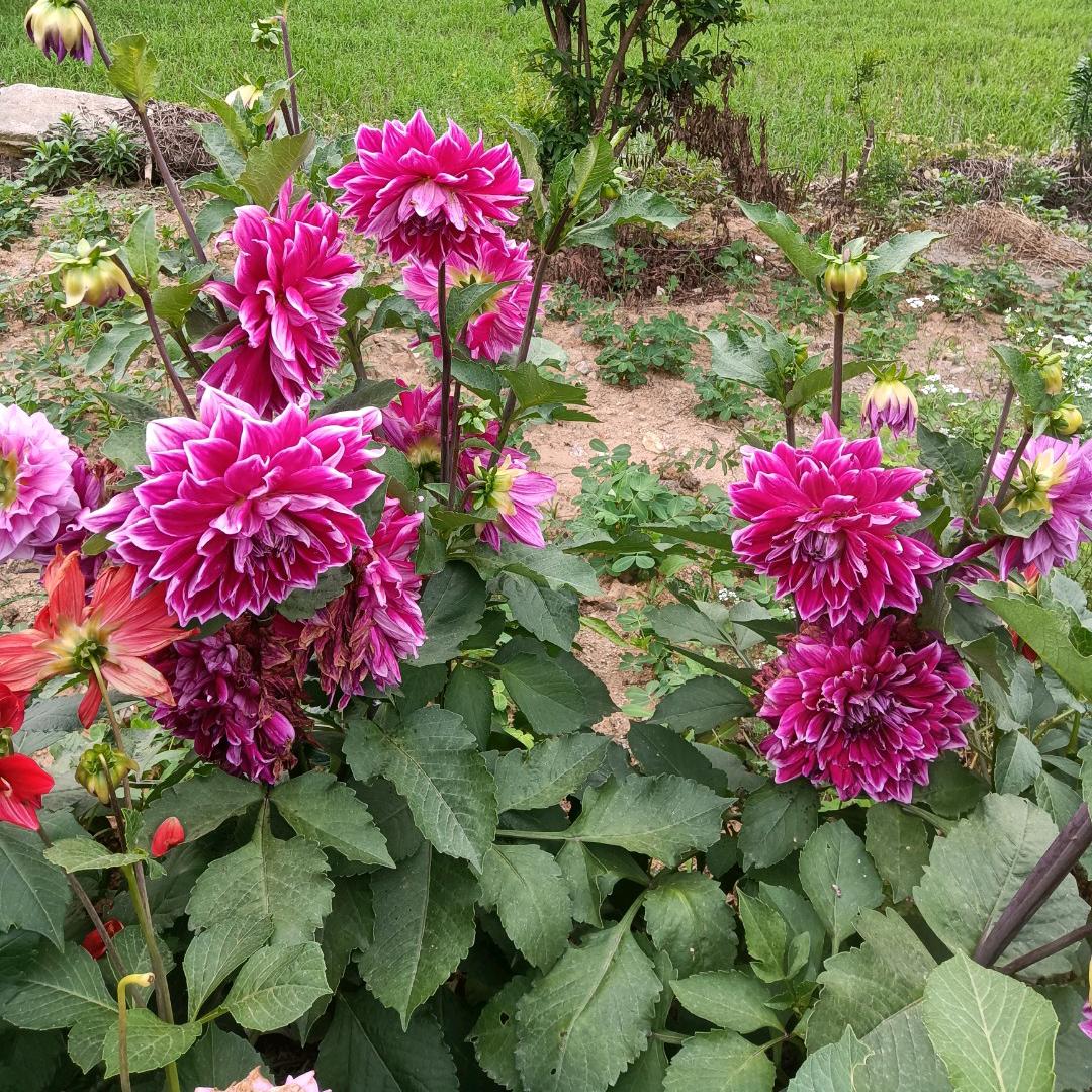 吴启明