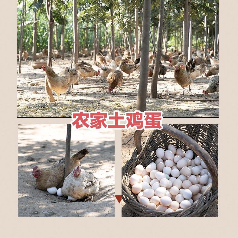 新桥鲜鸡蛋批发配送