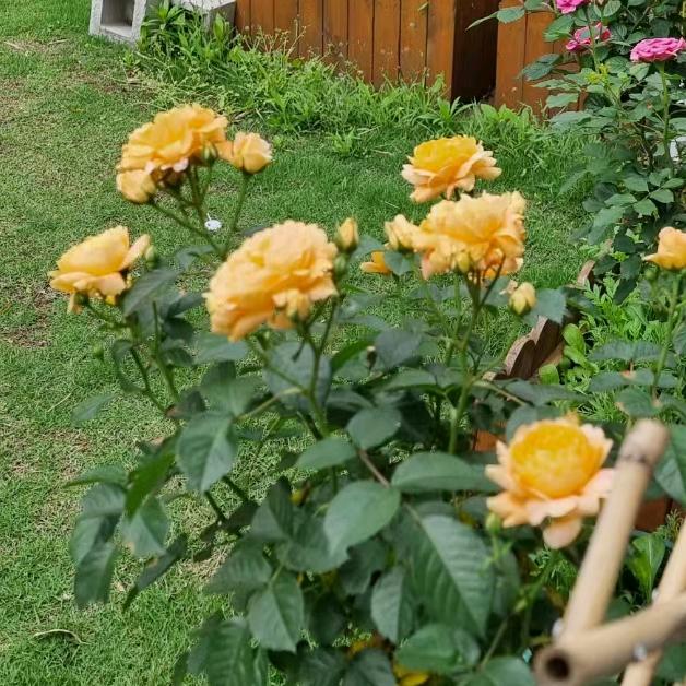 长沙璞真堂茶庄