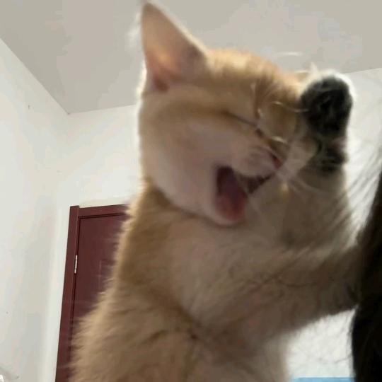歪歪