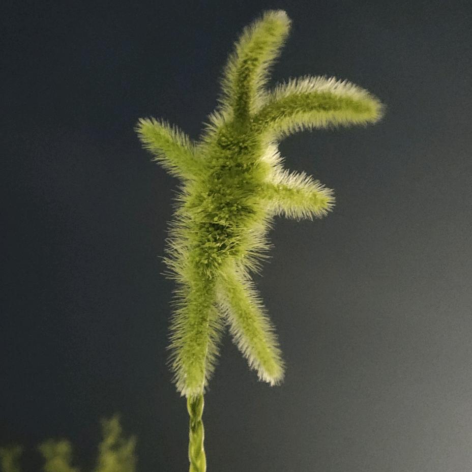 彼岸