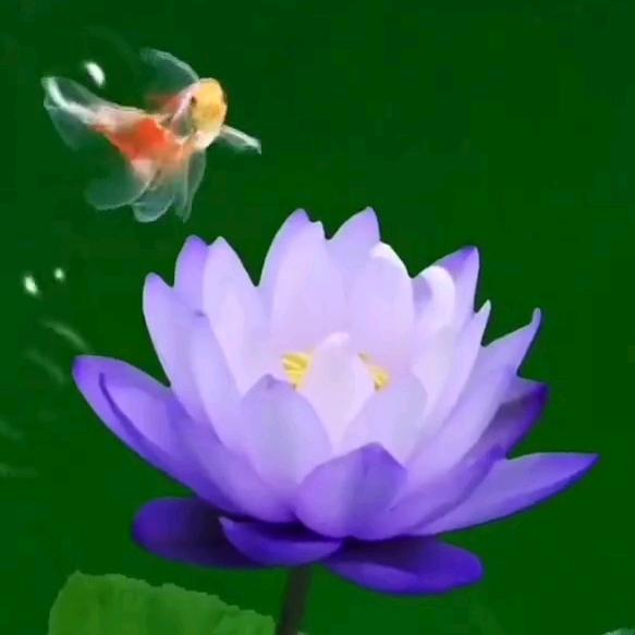 清莲