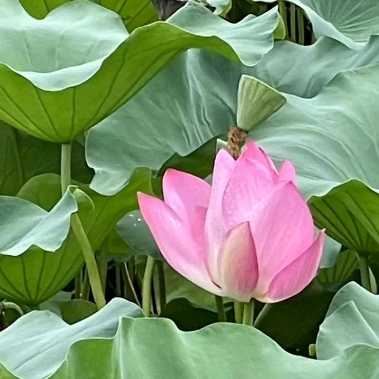 丰皓健康严选铺子