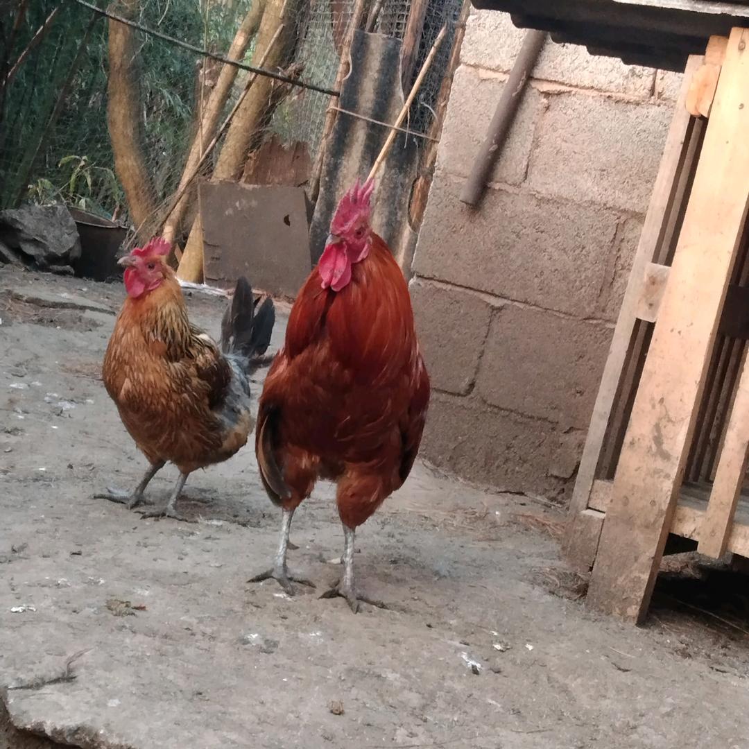 罗平县阿岗镇菖蒲田村散养土鸡养殖