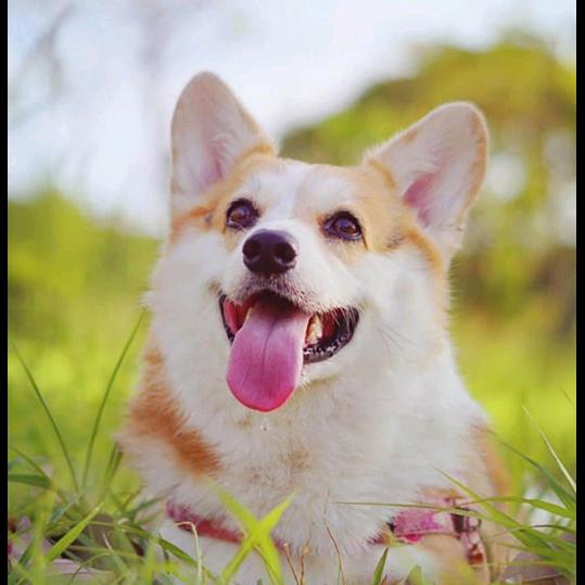 🌈会的的猪🌈