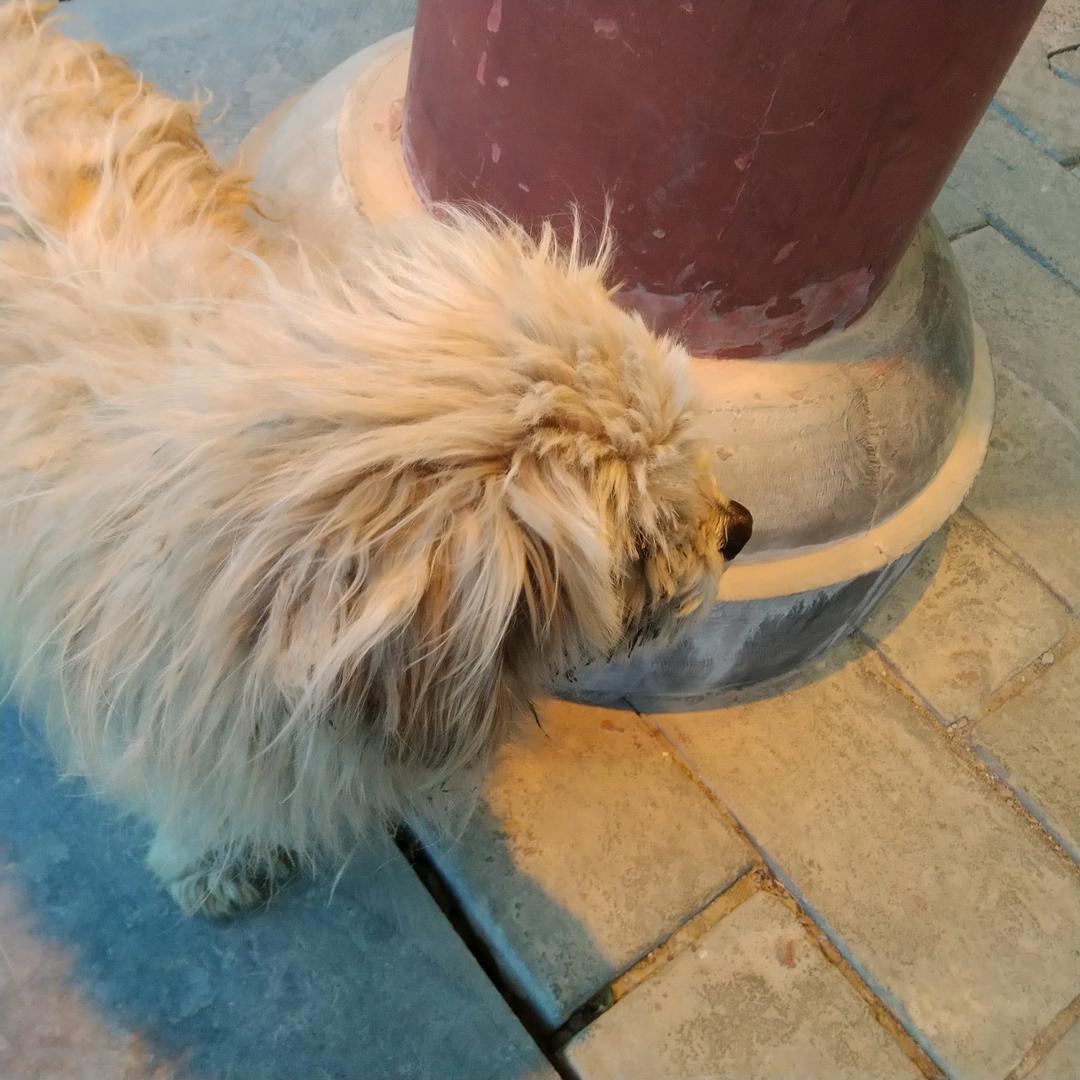 阿歪打架