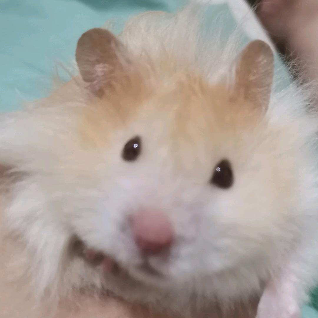 小鼠速递ヾ(๑╹ヮ╹๑)ﾉ”