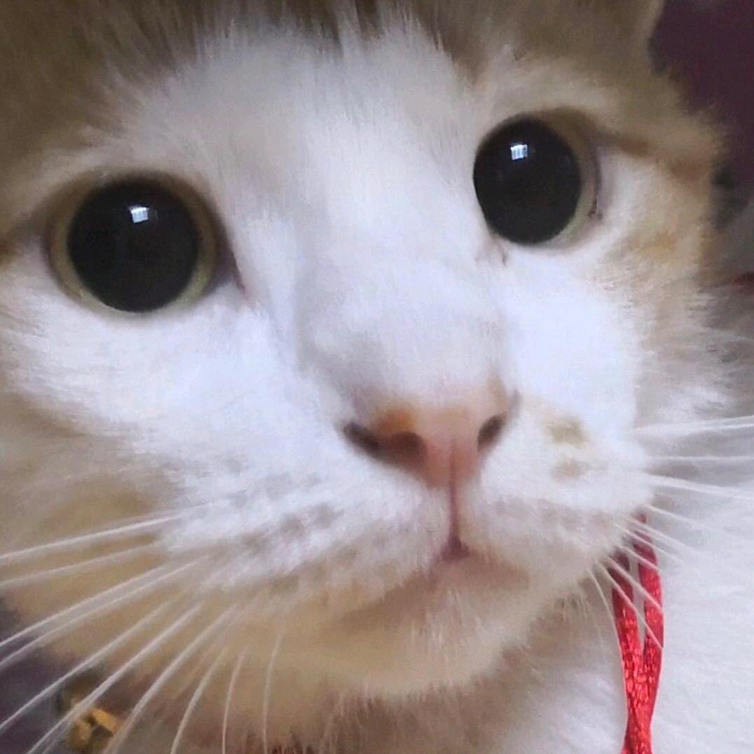 猫女