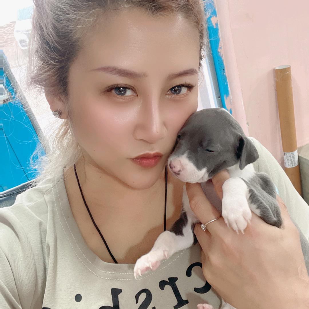 精品意大利小灵缇Cookie犬舍