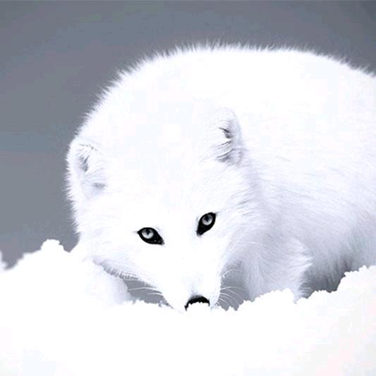 悟莲
