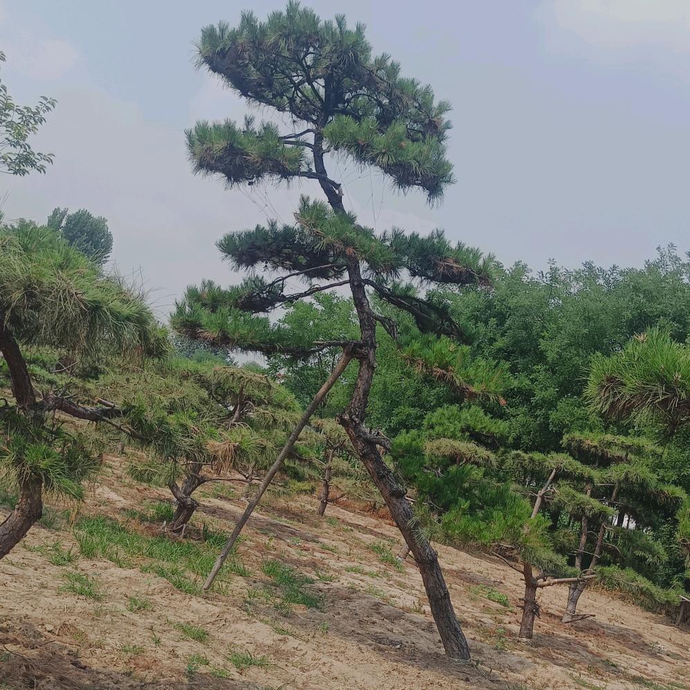 河北凡升园林黄栌碧桃基地张涛