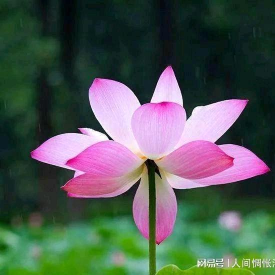 廖菊莲