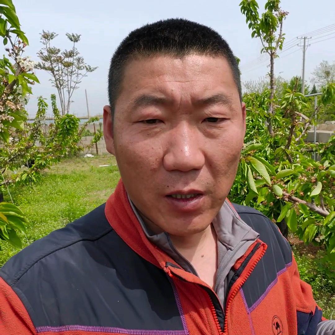 老宋樱桃树管理笔记