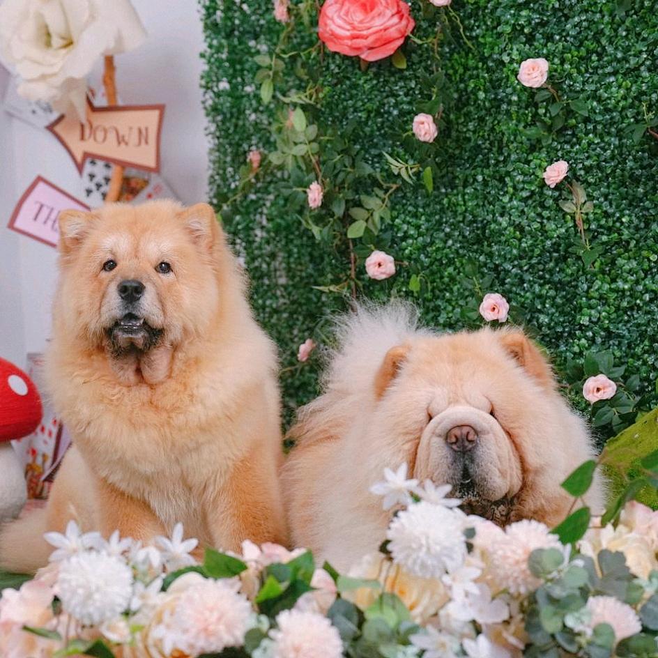 松狮🦁少帅与青莹