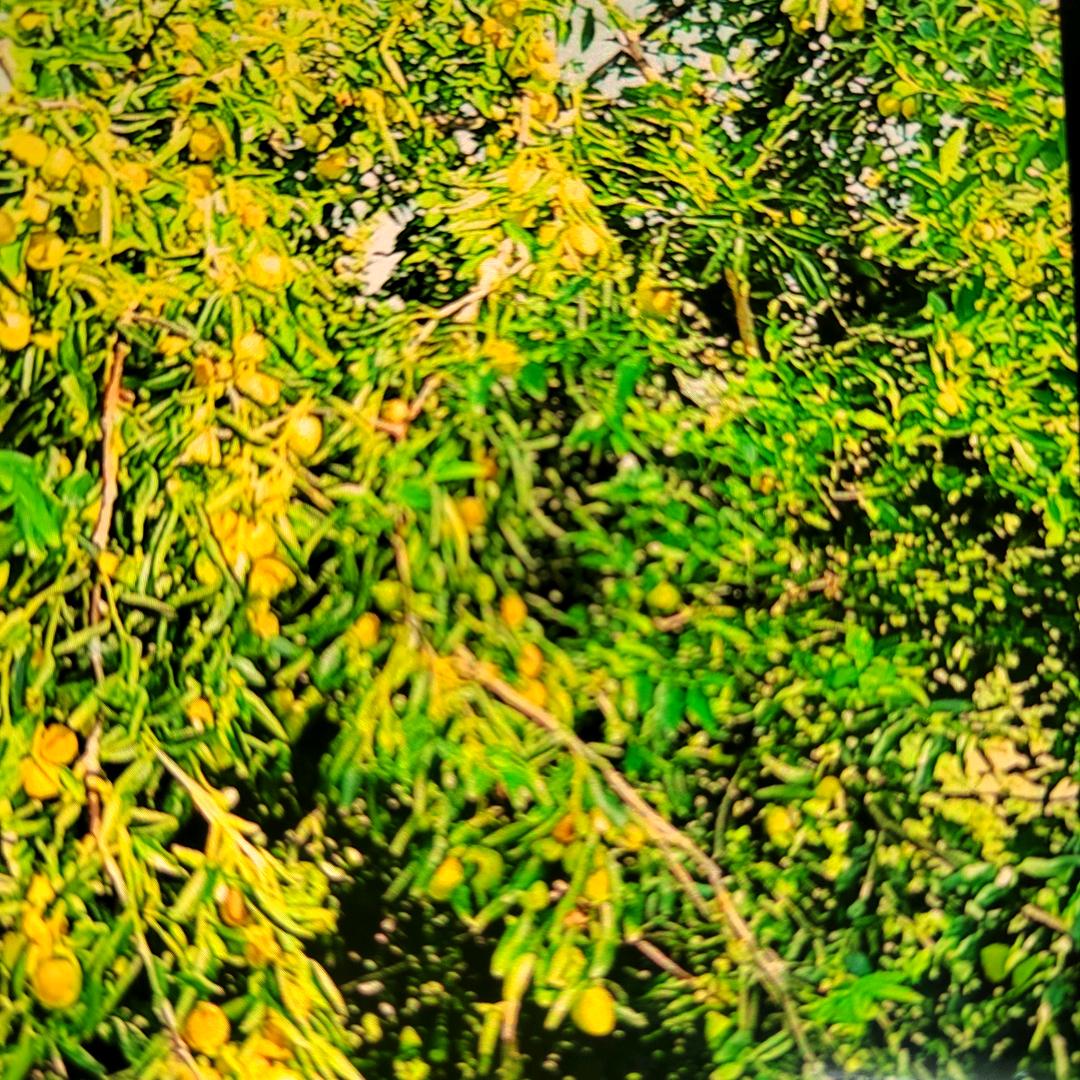 鲁梁森林商贸