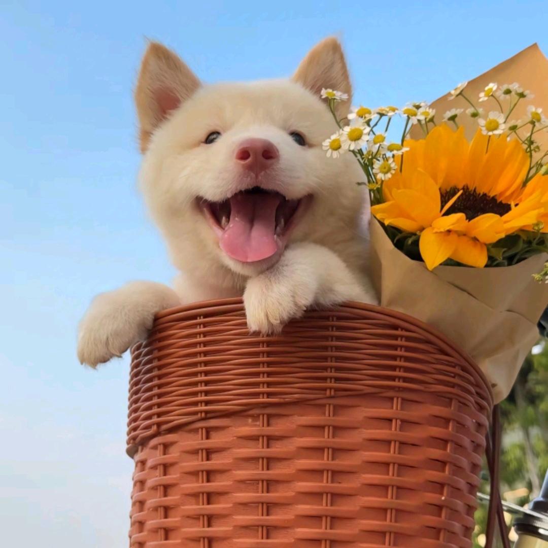 田园犬记