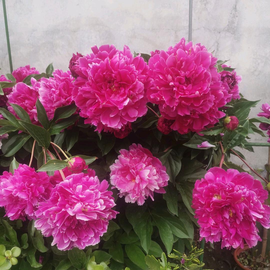 花儿故事会