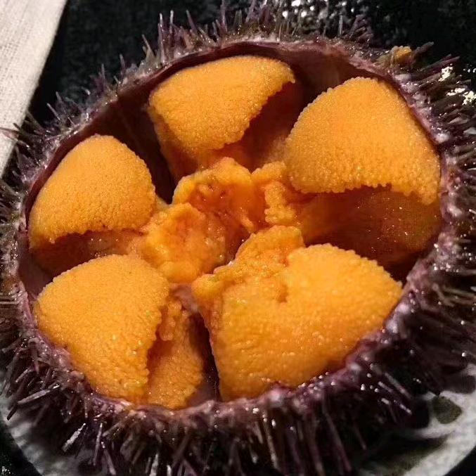 大连海胆哥