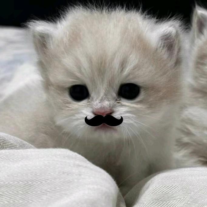 天天睡觉的Ling💤