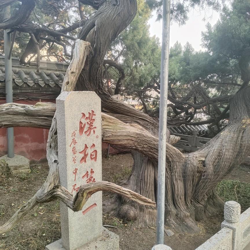 门头沟大呲花