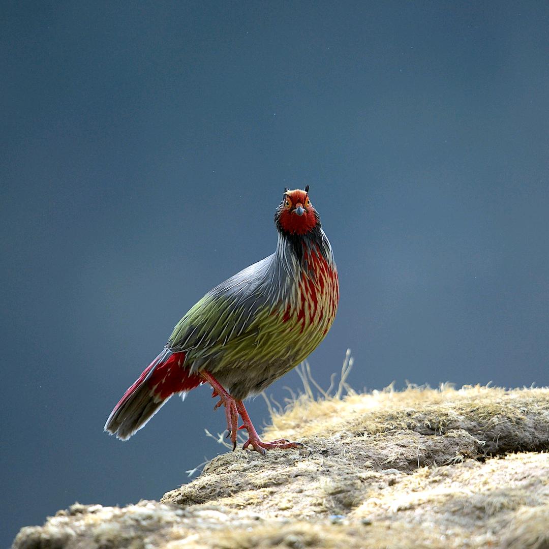 云南老君山––鸟叔
