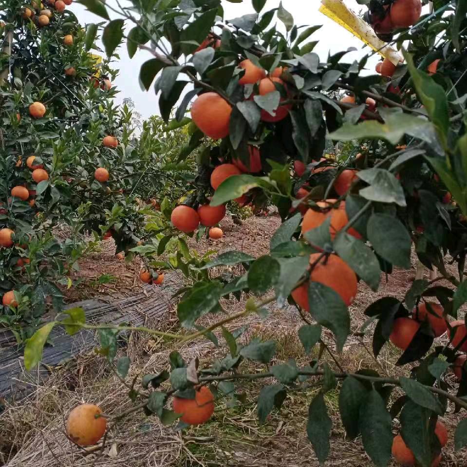 希望在明天.